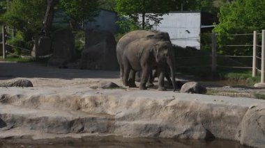 Asyalı fil sürüsü kayalık bir hayvanat bahçesinde su havuzunun yanında yürüyor..