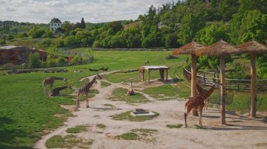 Uçsuz bucaksız bir otlakta dinlenen ve otlayan zürafa sürüsü..