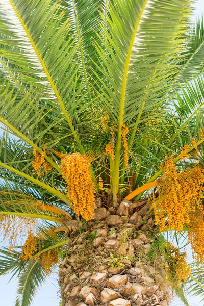 Coloridas dátiles en palmera. Vertical . —  Fotos de Stock