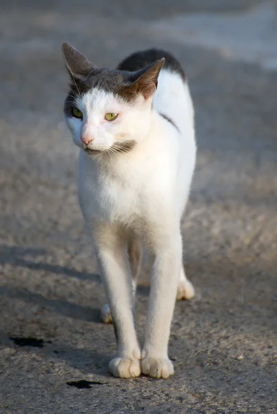 Portrait de chat sauvage errant sale dans la rue . — Photo