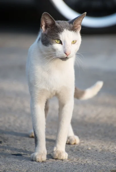 在大街上脏流浪流浪猫的肖像. — 图库照片