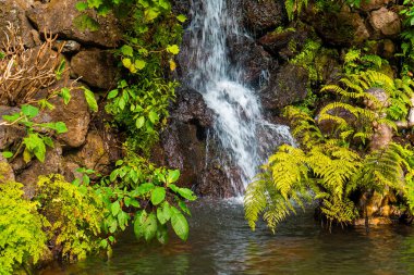 Monte Palace Garden Madeira 'da tropik şelale.