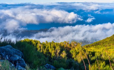 Bulutların üstündeki Evergreen dağ ormanı yüksek irtifada.