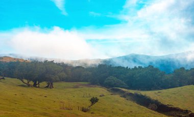 Antik Fanal Ormanı 'nın üzerinde mistik bir sis var..
