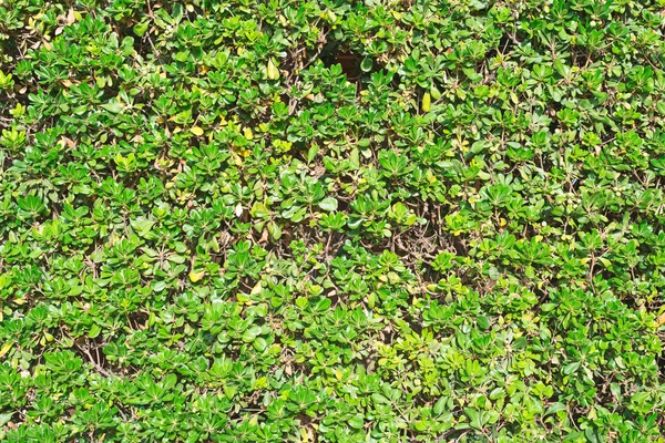 Detail textury zelené zdobené bush. — Stock fotografie