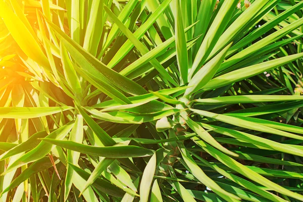 Vista de cerca de las hojas de palma verde . —  Fotos de Stock