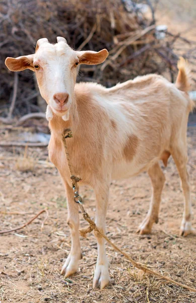 Portrait of goat in national park. — Stock Photo, Image