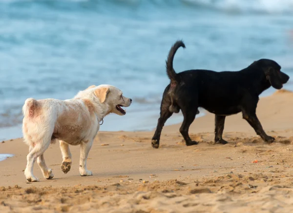 Zwei Hunde laufen am Strand. — Stockfoto