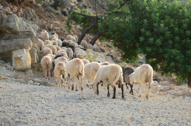 Dağlarda otlayan koyunlar.