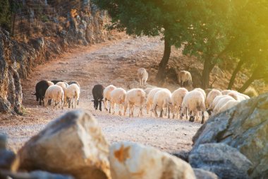 Dağlarda otlayan koyunlar.