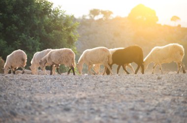 Dağlarda otlayan koyunlar.