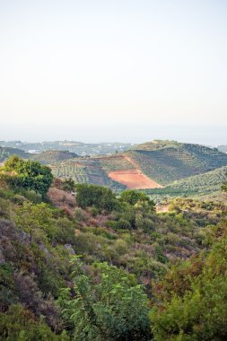 Birçok meyve ağaçları bir çiftlikte.