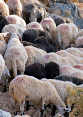 Birçok koyun otlatma dağda.