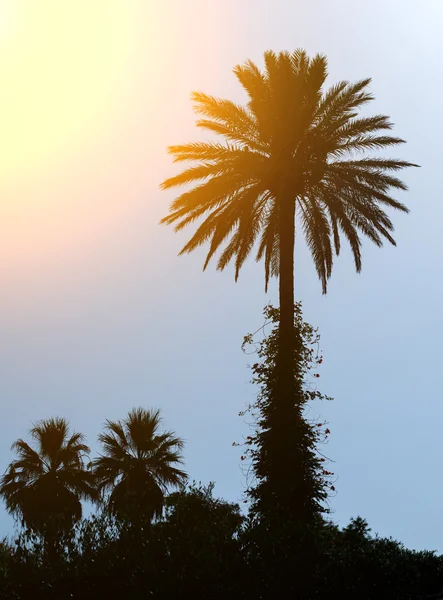 Silhouette di tre palme al tramonto . — Foto Stock