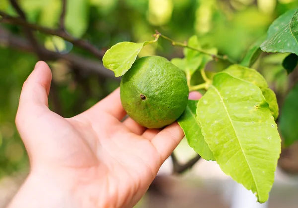 Mans hand holding grön lime. Närbild. — Stockfoto