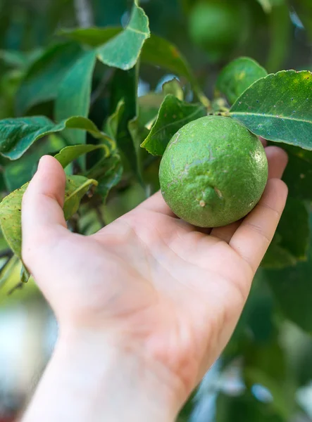 Ręka mężczyzny gospodarstwa zielone limonki. Szczelnie-do góry. — Zdjęcie stockowe