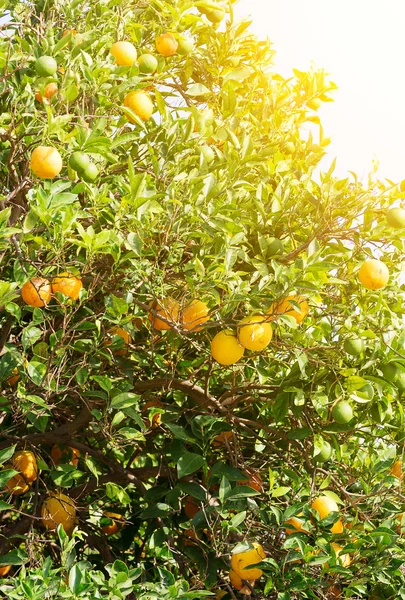 Wiele dojrzałych i niedojrzałych mandarynki na drzewo. — Zdjęcie stockowe
