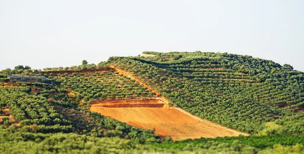 De nombreux arbres fruitiers sur la plantation . — Photo