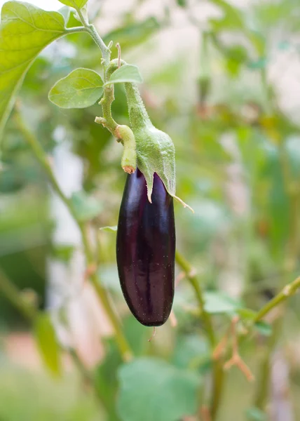 Small young eggplant growing in the garden. — Stock Photo, Image