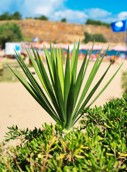 Nahaufnahme von Palmenblättern am Strand. — Stockfoto