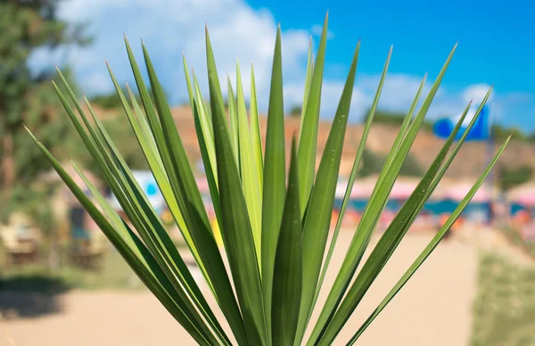 Vista de cerca de las hojas de palmeras en la playa . —  Fotos de Stock