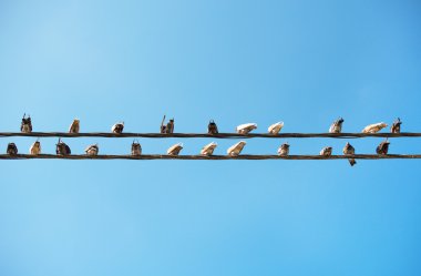 Müzik notaları gibi teller üzerinde oturan güvercin.