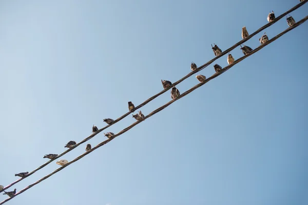 Pigeons sitting on wires like musical notes. — Stock Photo, Image