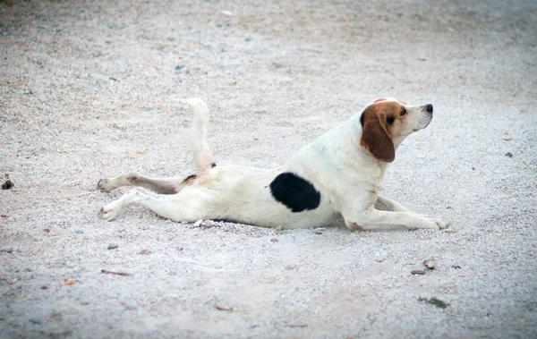 おかしい犬は通りに沿ってクロールします。. — ストック写真