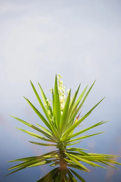 非常美丽的盛开的尤卡花。文本的空间. — 图库照片