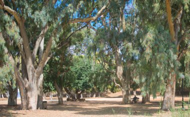 Eski büyük yeşil ağaçlar Park.