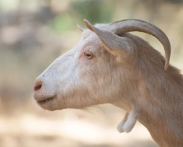 Retrato de cabra en la granja . — Foto de Stock