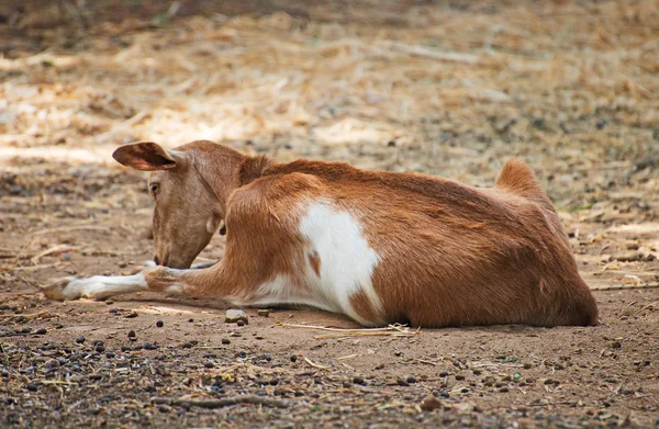 Портрет козы на ферме . — стоковое фото