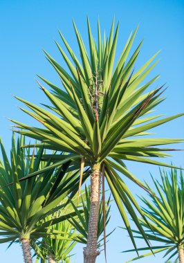 Yeşil mavi gökyüzü arka plan üzerinde palms.