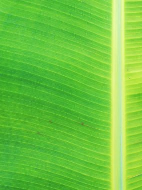 Palmiye yaprağı yeşil doku. Senin metin için yer.