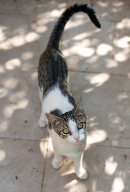 Sokakta yeşil gözlü genç kedi.