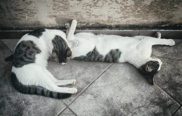 Dos gatos sin hogar descansando en la calle . — Foto de Stock