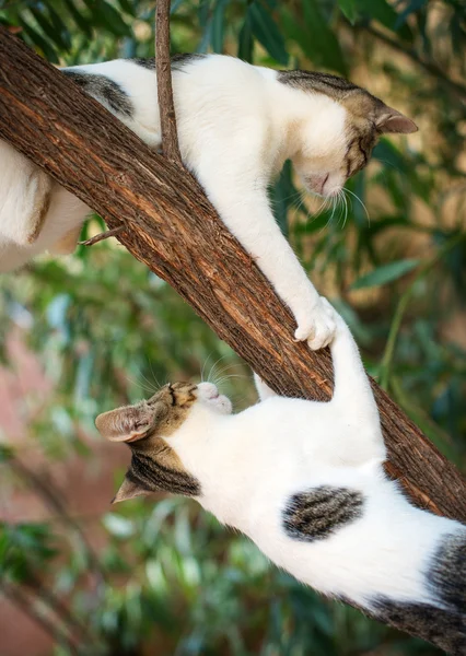 Dwa koty, wspinanie się na drzewa. — Zdjęcie stockowe