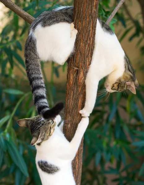 Dois gatos subindo na árvore . — Fotografia de Stock