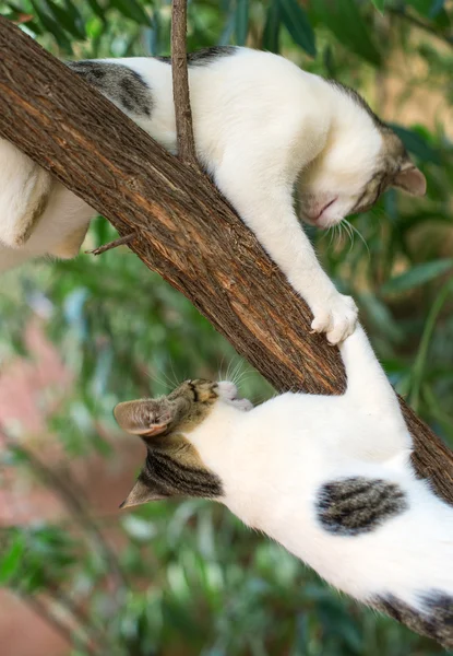 Dois gatos subindo na árvore . — Fotografia de Stock