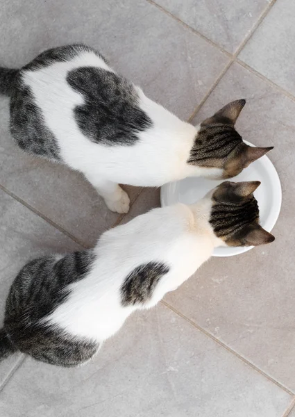 Katter dricker mjölk ur skålen. Utsikt ovanifrån. — Stockfoto