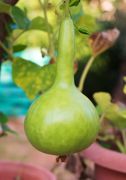 Small young lagenaria growing in the garden. — Stock Photo, Image