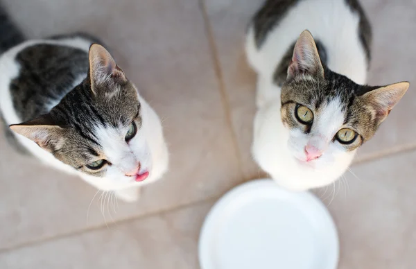 Katzen bitten um Milch. Blick von oben. — Stockfoto