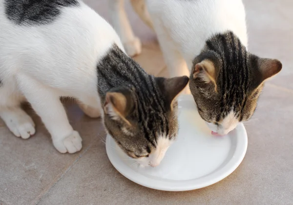 Dwa koty picie mleka z miseczki. — Zdjęcie stockowe