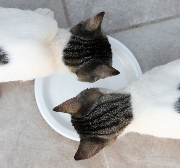 Koty pijące mleko z miski. Widok z góry. — Zdjęcie stockowe
