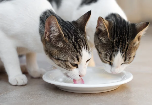 Dois gatos bebendo leite de tigela . — Fotografia de Stock