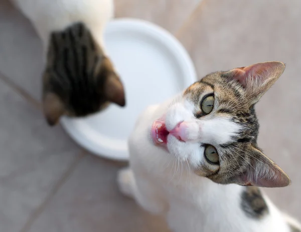 Katten die melk uit de kom drinken. Uitzicht van bovenaf. — Stockfoto