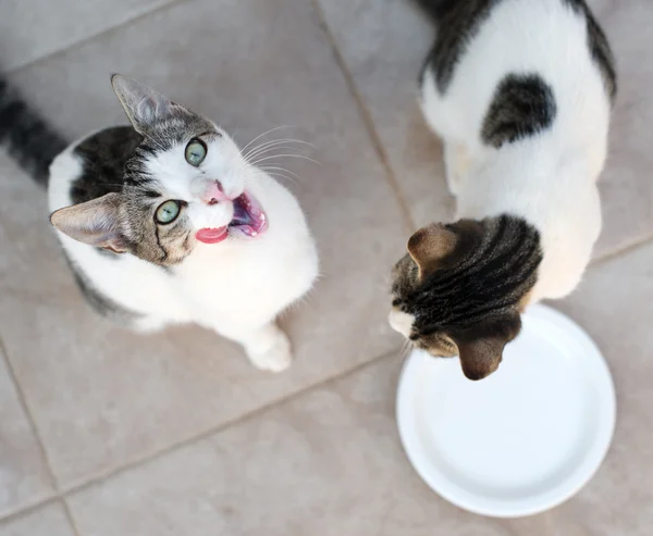 Katten die melk uit de kom drinken. Uitzicht van bovenaf. — Stockfoto