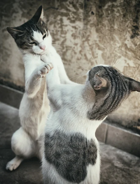 2 匹の猫との戦いや、通りで遊んで. — ストック写真