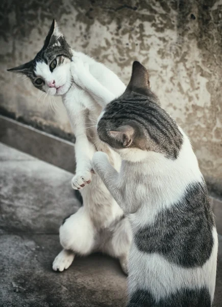 Dois gatos lutando ou brincando na rua . — Fotografia de Stock