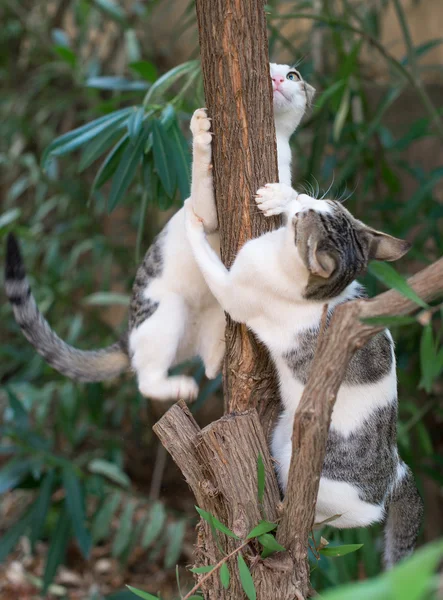 Dois gatos subindo na árvore . — Fotografia de Stock